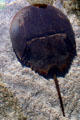 Horseshoe crab at Aquarium of the Pacific. Long Beach, CA.