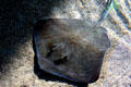 Reticulate whipray at Aquarium of the Pacific. Long Beach, CA.