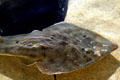 White spotted guitarfish at Aquarium of the Pacific. Long Beach, CA.