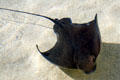 Stingray at Aquarium of the Pacific. Long Beach, CA.