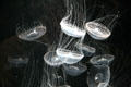 Crystal jelly at Aquarium of the Pacific. Long Beach, CA.