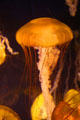 Black sea nettle at Aquarium of the Pacific. Long Beach, CA.