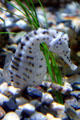 Potbellied seahorse at Aquarium of the Pacific. Long Beach, CA.