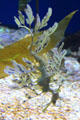 Leafy sea dragon at Aquarium of the Pacific. Long Beach, CA.