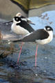Black-necked stilt at Aquarium of the Pacific. Long Beach, CA.