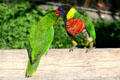 Rainbow lorikeets at Aquarium of the Pacific. Long Beach, CA.