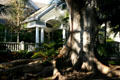 Merton Bay Fig trees line the richly varied architecture of La Mesa Drive, one of the loveliest streetscapes in Los Angeles. Santa Monica, CA.