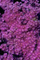 Bush with purple & yellow flowers at Henry E. Huntington Gardens. San Marino, CA.