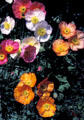 Poppies at Henry E. Huntington Gardens. San Marino, CA.