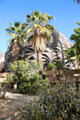 Cactus & palm trees at San Bernardino County Museum. Redlands, CA.
