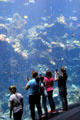 Reef viewing at California Academy of Science. San Francisco, CA