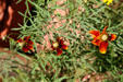 Prairie Coneflower at Manitou Cliff Dwellings. Manitou Springs, CO.
