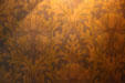 William Morris-style wallpaper at Byers-Evans House. Denver, CO.