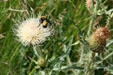 Bee on thistle flower at Florissant Fossil Beds National Monument. CO.