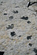 Open air dinosaur tracks at Dino Ridge. CO