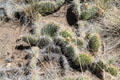 Cactus at Great Sand Dunes National Park. CO
