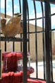 Coal Miner's Canary monument. Trinidad, CO.