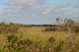 Scrub grows on occasional small hill in the Everglades. FL.