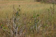 Plant details of Everglades. FL.