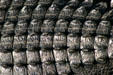 Detail of skin on back of alligator. FL.