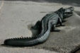 Alligator statues in public square. Orlando, FL.