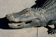 Head of alligator by Craig T. Ustler. Orlando, FL.