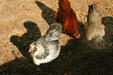 Heritage breeds of chicken at San Luis Historic Site. Tallahassee, FL.