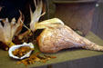 Replica of engraved native shell dipper at San Luis Historic Site. Tallahassee, FL.