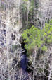 Okefenokee National Wildlife Refuge forest canopy seen from an observation tower at visitor center. GA.