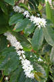 Coffee plants in flower at Mission House Museum. Honolulu, HI.