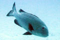 Large fish seen from Atlantis submarine tours. Waikiki, HI.