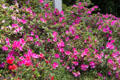 Rhododendrons in Garden of The Contemporary Museum. Honolulu, HI.