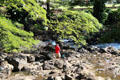 Lili' Uokalani Botanical Gardens follows rocky stream. Honolulu, HI.
