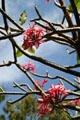Red Plumeria flowers on University of Hawai'i campus. Honolulu, HI.