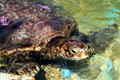 Green sea turtle at Sea Life Park. HI.