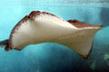 Stingray at Sea Life Park. HI.