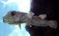 Porcupine Puffers at Sea Life Park. HI.