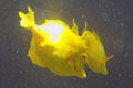 Yellow fish in Hawaiian reef tank at Sea Life Park. HI.