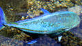 Blue Crevalle at Sea Life Park. HI.