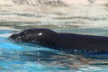 Seal swims at Sea Life Park. HI.