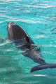 Bottlenose dolphin / false killer whale cross wholphin cross at Sea Life Park. HI.