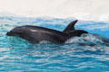 Dolphin/whale wholphin cross at Sea Life Park. HI.