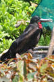 Great Frigatebird at Sea Life Park. HI.