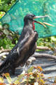 Great Frigatebird catches a fish at Sea Life Park. HI.