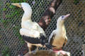 Masked Booby & Red-footed Booby at Sea Life Park. HI.