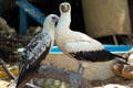 Red-footed Booby & Masked Booby at Sea Life Park. HI.
