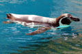 Humboldt Penguin at Sea Life Park. HI.