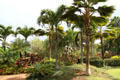 Palms in gardens of Dole Plantation. HI.