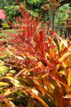 Heliconia collection in gardens of Dole Plantation. HI.