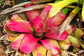Bromeliad in gardens of Dole Plantation. HI.